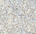 Lamin B1 Antibody in Immunohistochemistry (Paraffin) (IHC (P))