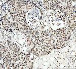Lamin B1 Antibody in Immunohistochemistry (Paraffin) (IHC (P))