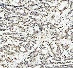 Lamin B1 Antibody in Immunohistochemistry (Paraffin) (IHC (P))