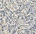 Lamin B1 Antibody in Immunohistochemistry (Paraffin) (IHC (P))