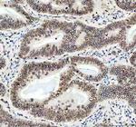 Lamin B1 Antibody in Immunohistochemistry (Paraffin) (IHC (P))