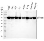 Lamin B1 Antibody in Western Blot (WB)