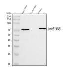 Lamin B1 Antibody in Western Blot (WB)