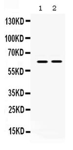 LOXL1 Antibody in Western Blot (WB)