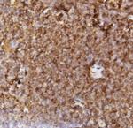 Ly-6A/E (Sca-1) Polyclonal Antibody