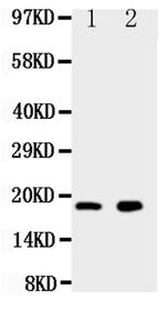 Ly6al Polyclonal Antibody