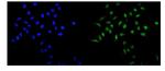 MAD1 Polyclonal Antibody