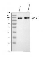 MAG Antibody in Western Blot (WB)