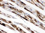 MAOA Antibody in Immunohistochemistry (Paraffin) (IHC (P))