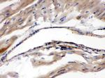 MAOA Antibody in Immunohistochemistry (Paraffin) (IHC (P))