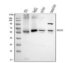 MAOA Antibody in Western Blot (WB)