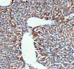 MAOB Antibody in Immunohistochemistry (Paraffin) (IHC (P))