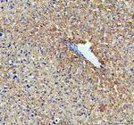 MAOB Antibody in Immunohistochemistry (Paraffin) (IHC (P))