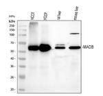 MAOB Antibody in Western Blot (WB)