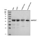 MKK7 Polyclonal Antibody
