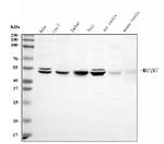 MKK7 Antibody in Western Blot (WB)
