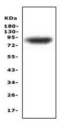 ZAK Polyclonal Antibody