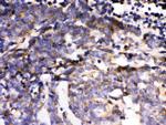 ERK3 Polyclonal Antibody
