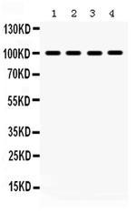 ERK3 Antibody in Western Blot (WB)