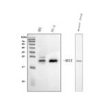 MAX Antibody in Western Blot (WB)