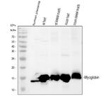 Myoglobin Antibody in Western Blot (WB)