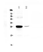 MBL2 Polyclonal Antibody