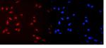 MCM2 Polyclonal Antibody