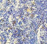 MCM3 Antibody in Immunohistochemistry (Paraffin) (IHC (P))