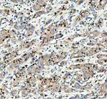 MCM3 Antibody in Immunohistochemistry (Paraffin) (IHC (P))