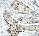 MCM3 Antibody in Immunohistochemistry (Paraffin) (IHC (P))