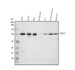 MCM3 Antibody in Western Blot (WB)