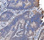 MCM7 Antibody in Immunohistochemistry (Paraffin) (IHC (P))