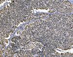 MCM7 Antibody in Immunohistochemistry (Paraffin) (IHC (P))