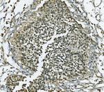 MCM7 Antibody in Immunohistochemistry (Paraffin) (IHC (P))