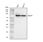 MCM7 Antibody in Western Blot (WB)