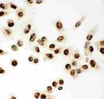 MCM7 Antibody in Immunocytochemistry (ICC/IF)