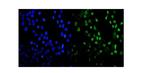 MDC1 Polyclonal Antibody