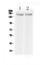 MED14 Polyclonal Antibody