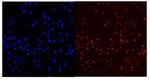 PCQAP Polyclonal Antibody