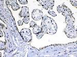 PCQAP Antibody in Immunohistochemistry (Paraffin) (IHC (P))