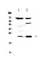 TRFP Polyclonal Antibody