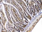 MED4 Polyclonal Antibody