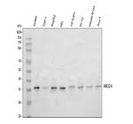 MED4 Antibody in Western Blot (WB)