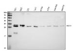 MED8 Antibody in Western Blot (WB)