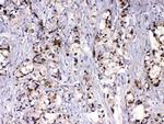 MED9 Antibody in Immunohistochemistry (Paraffin) (IHC (P))