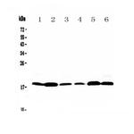 MED9 Antibody in Western Blot (WB)