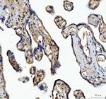 MFGE8 (Lactadherin) Antibody in Immunohistochemistry (Paraffin) (IHC (P))