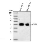 MFGE8 (Lactadherin) Antibody in Western Blot (WB)