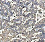 MGST1 Antibody in Immunohistochemistry (Paraffin) (IHC (P))