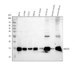 MGST1 Antibody in Western Blot (WB)